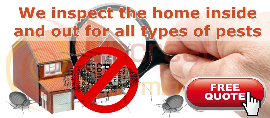 domestic bugs exterminators services